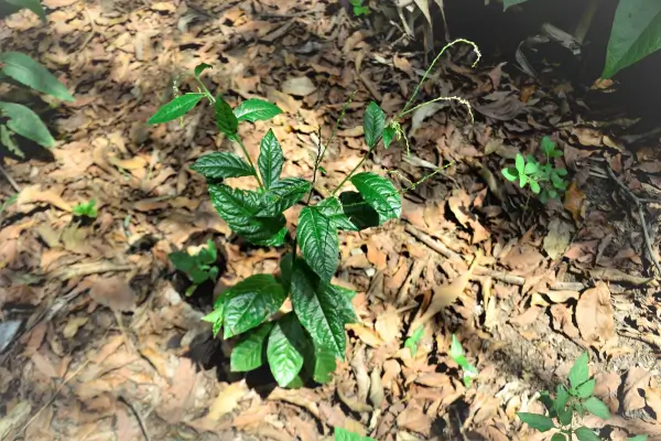 planta-guine