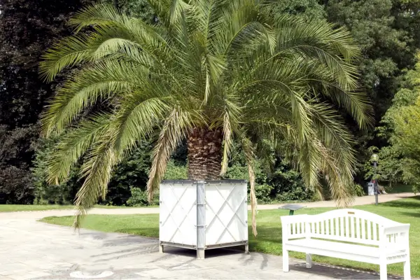 planta-fenix