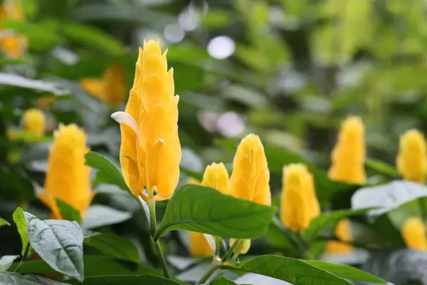 planta-camarao-amarelo