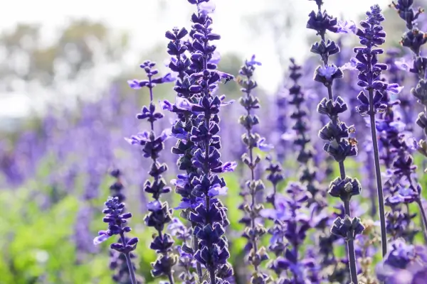 salvia