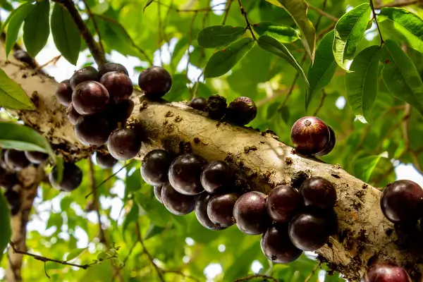 como-cultivar-jabuticabeira