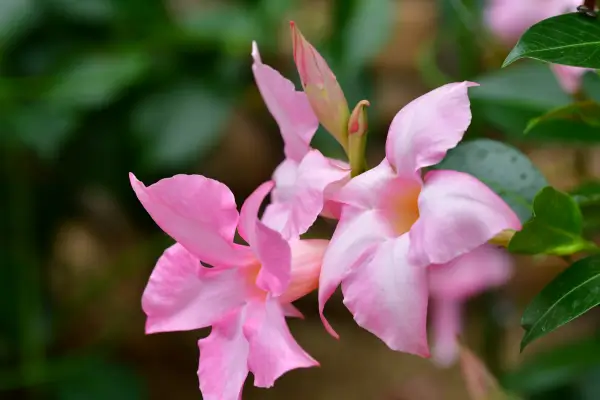 mandevilla