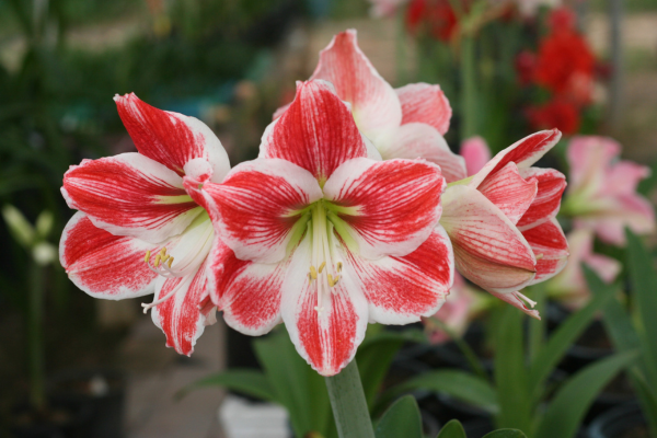amarilis