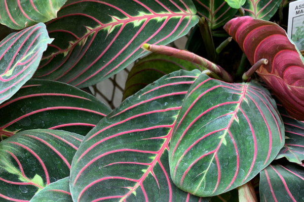 tipos-de-maranta