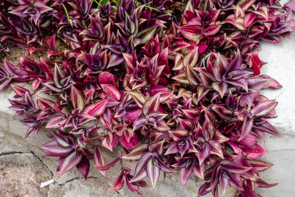 planta-lambari-roxo