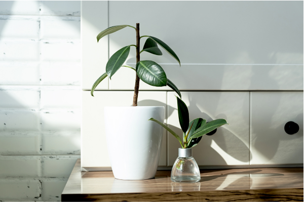 ficus-tineke