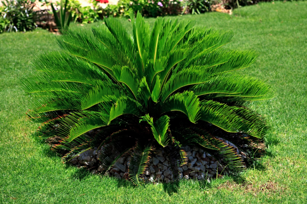 sagu-de-jardim