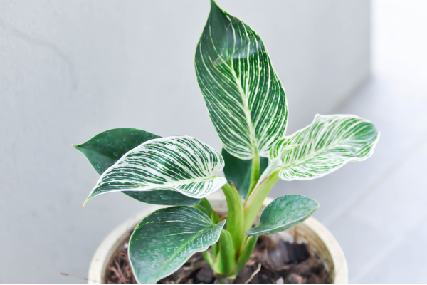 planta-cara-de-cavalo