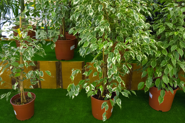 ficus-benjamina