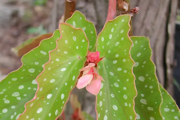 begonia-asa-de-anjo