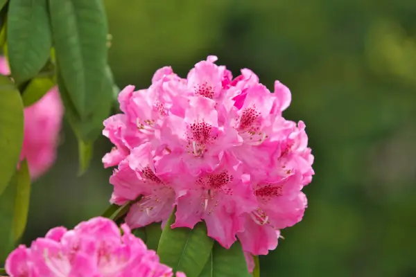 planta-azaleia