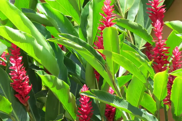 alpinia-purpurata