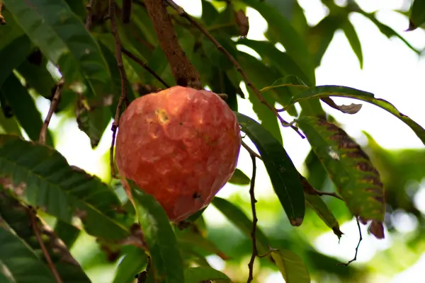 planta-coracao-de-boi