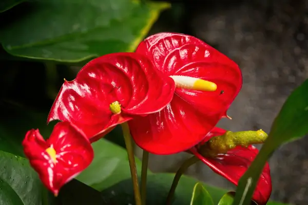 anturio