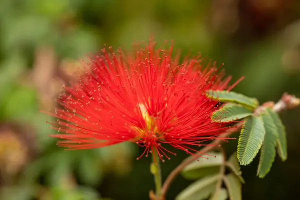 caliandra