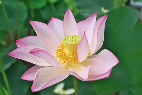 como-cuidar-da-flor-de-lotus