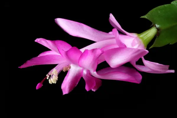 flor-de-maio
