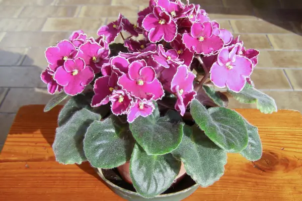 violeta-africana
