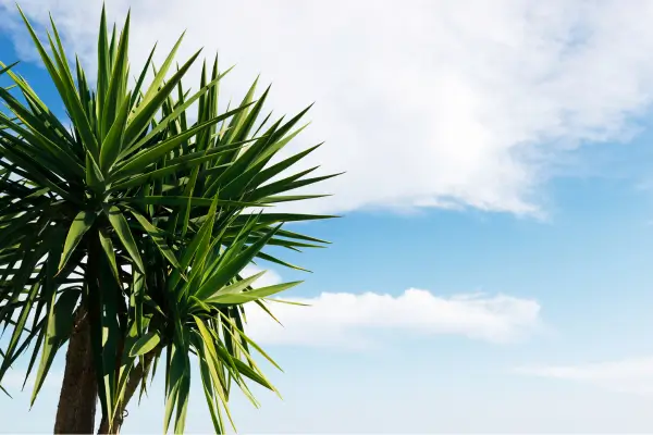 Yucca-elephantipes