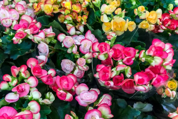 begonias