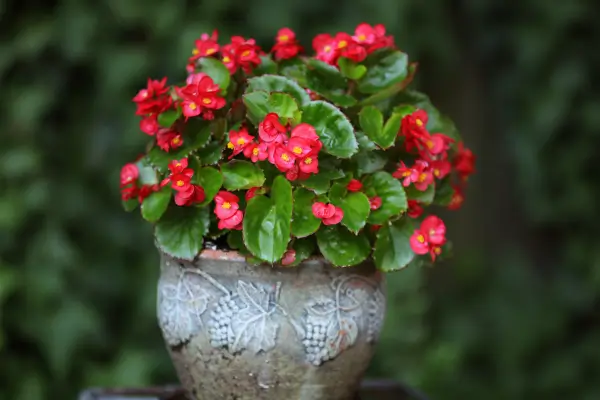 como-cultivar-begonias