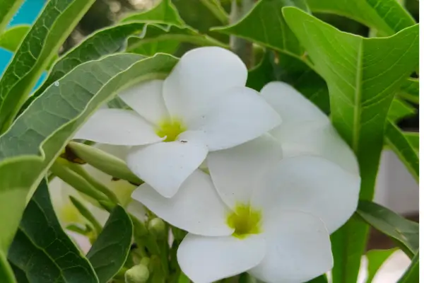 jasmin-do-caribe