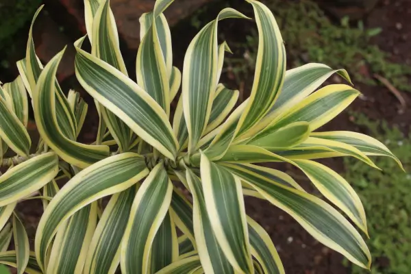 dracena-reflexiva