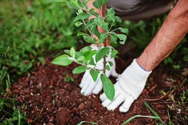 plantas-parta-canteiros-de-muros
