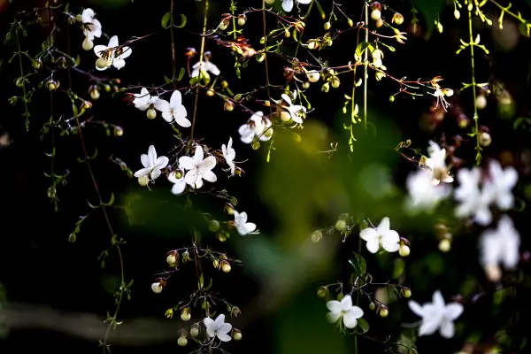 planta-veu-de-noiva