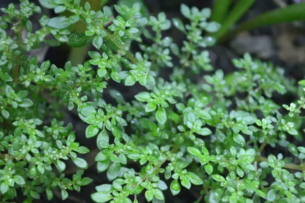 planta-brilhantina