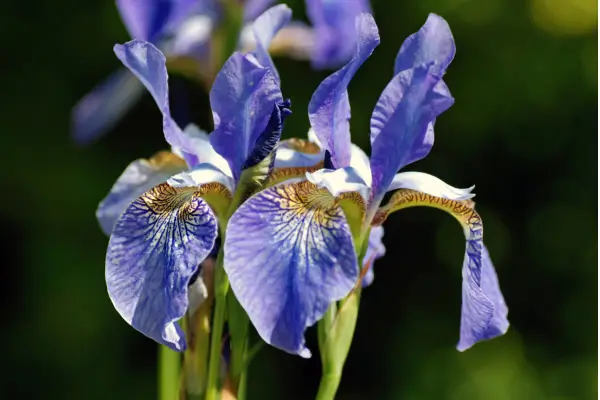planta-iris