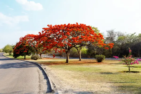 planta-flamboyant