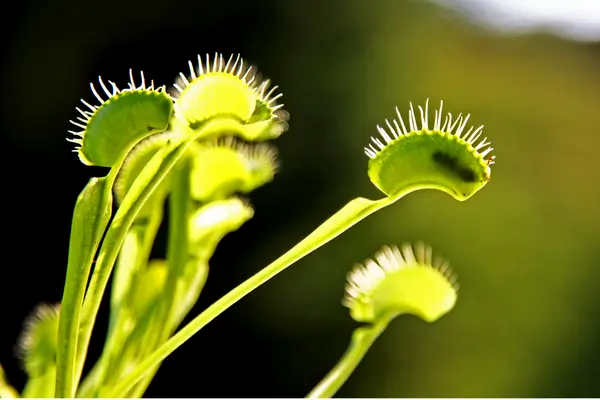 plantas-carnivoras-para-iniciantes