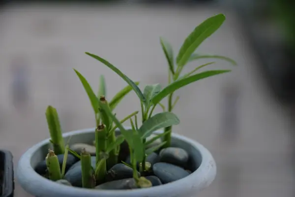 bambu-da-sorte