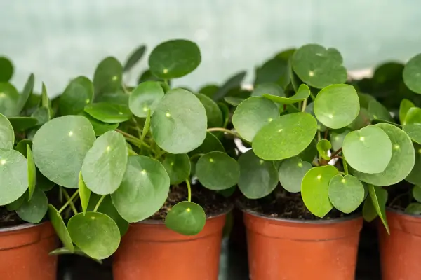 planta-da-amizade