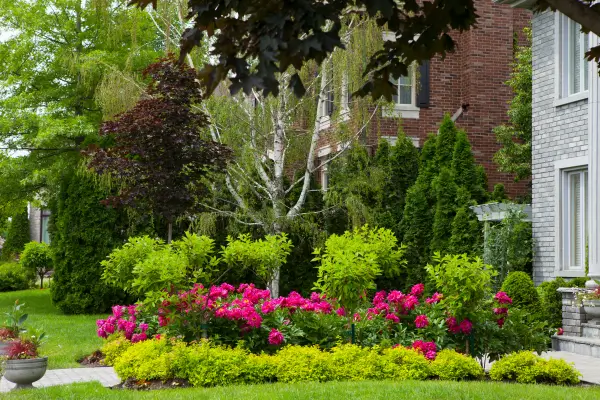 plantas-ornamentais