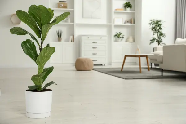 ficus-lyrata