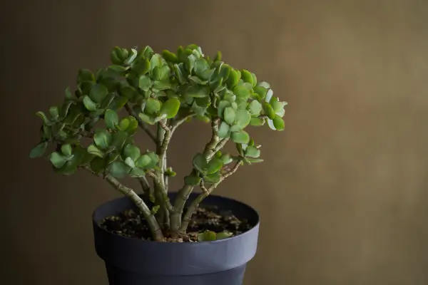 planta-jade