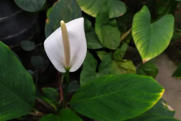 lirio-da-paz