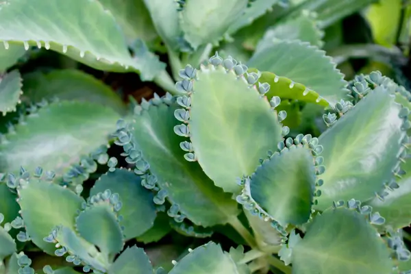 planta-saiao