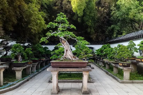 tipos-de-bonsai