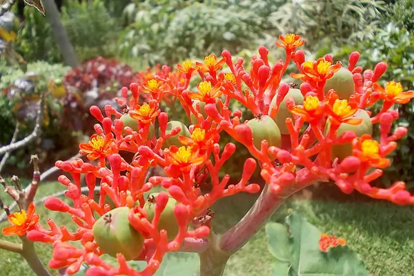 planta-merthiolate