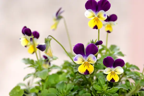 flor-do-amor-perfeito
