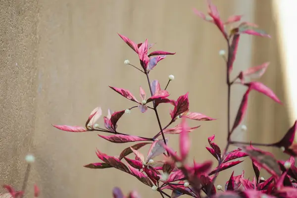 planta-penicilina