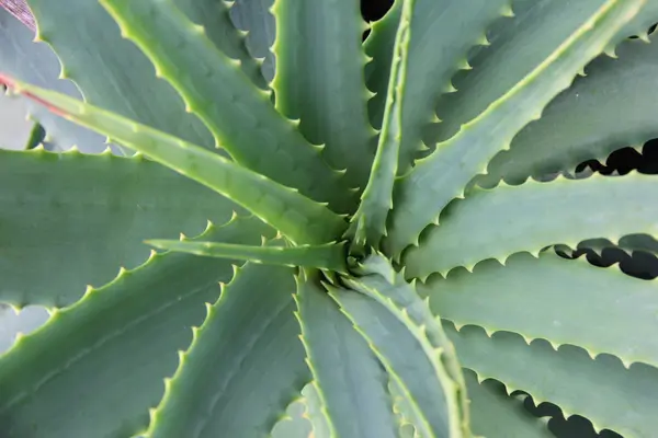 como-cultivar-babosa
