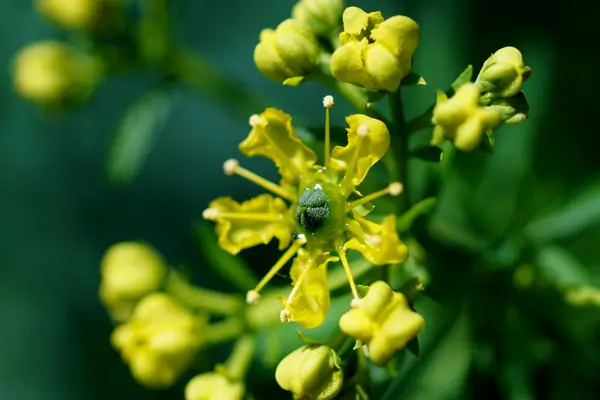 como-cultivar-arruda