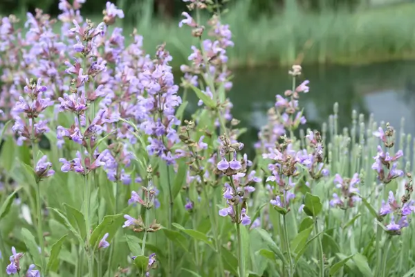 como-cultivar-salvia
