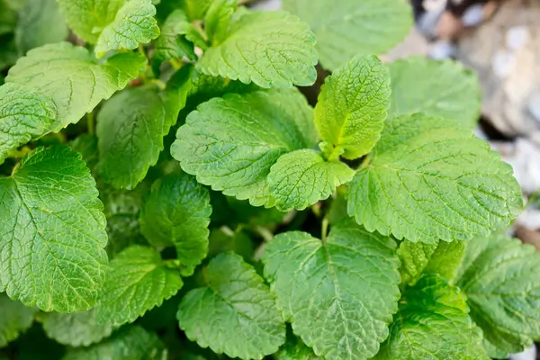 como-cultivar-melissa
