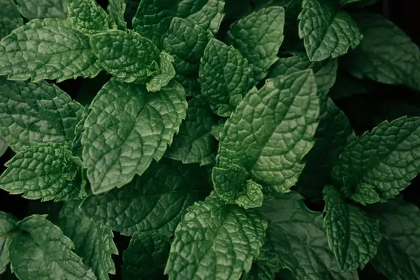 planta-menta