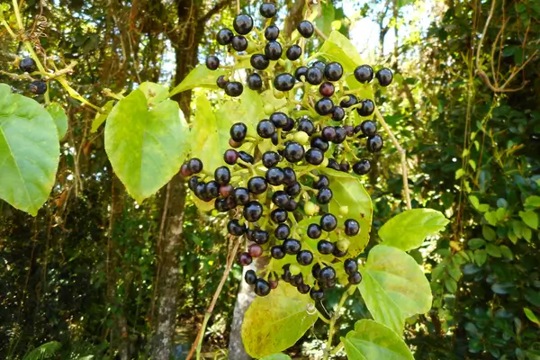 pra-serve-a-planta-insulina